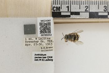 Media type: image;   Entomology 789252 Aspect: Labels